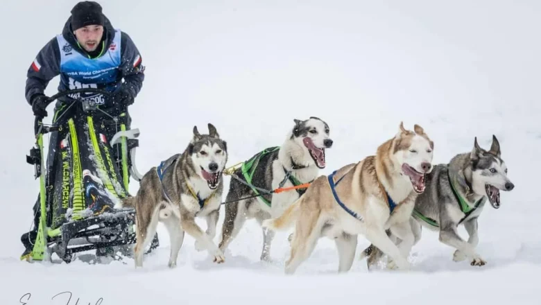 Sukces Mikołaja Włodarczyka i jego psów na Mistrzostwach Świata w psich zaprzęgach