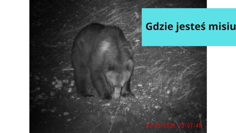 Gdzie jesteś, misiu?
